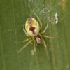 Nigma puella